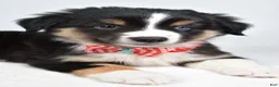 Miniature Australian Shepherd dogs for sale: Finley - Ad 6