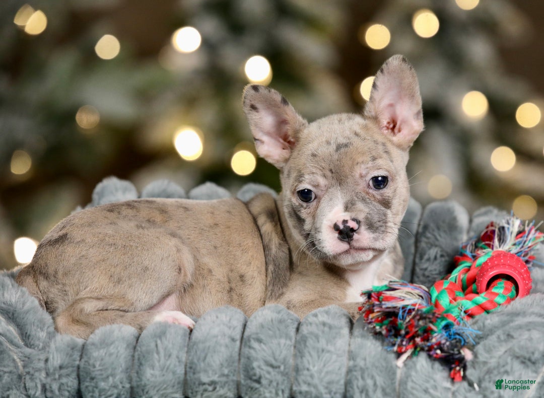 Frenchton dogs for sale: Jellybean - Ad 2