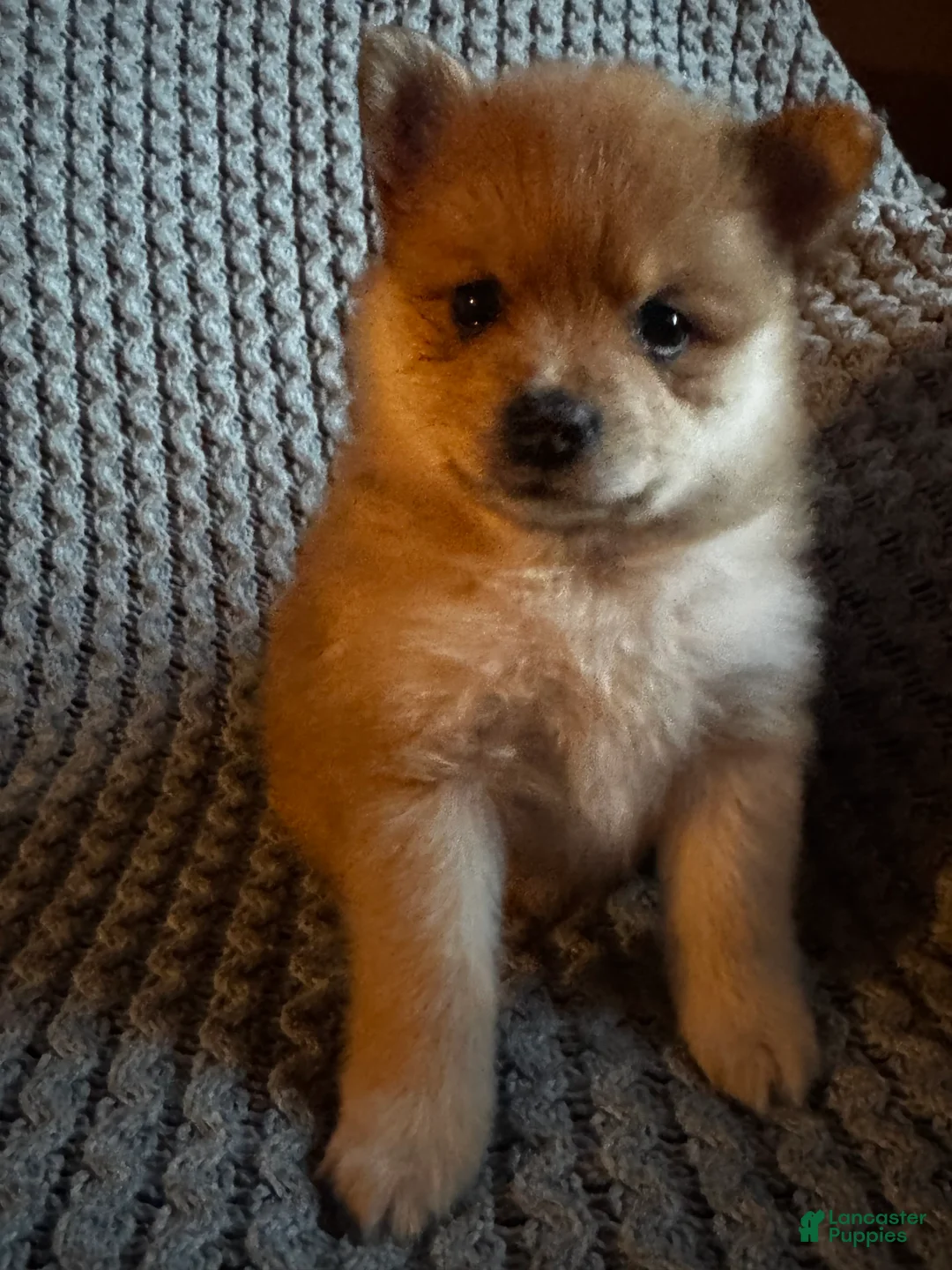 Pomeranian dogs for sale: Violet  - Ad 15
