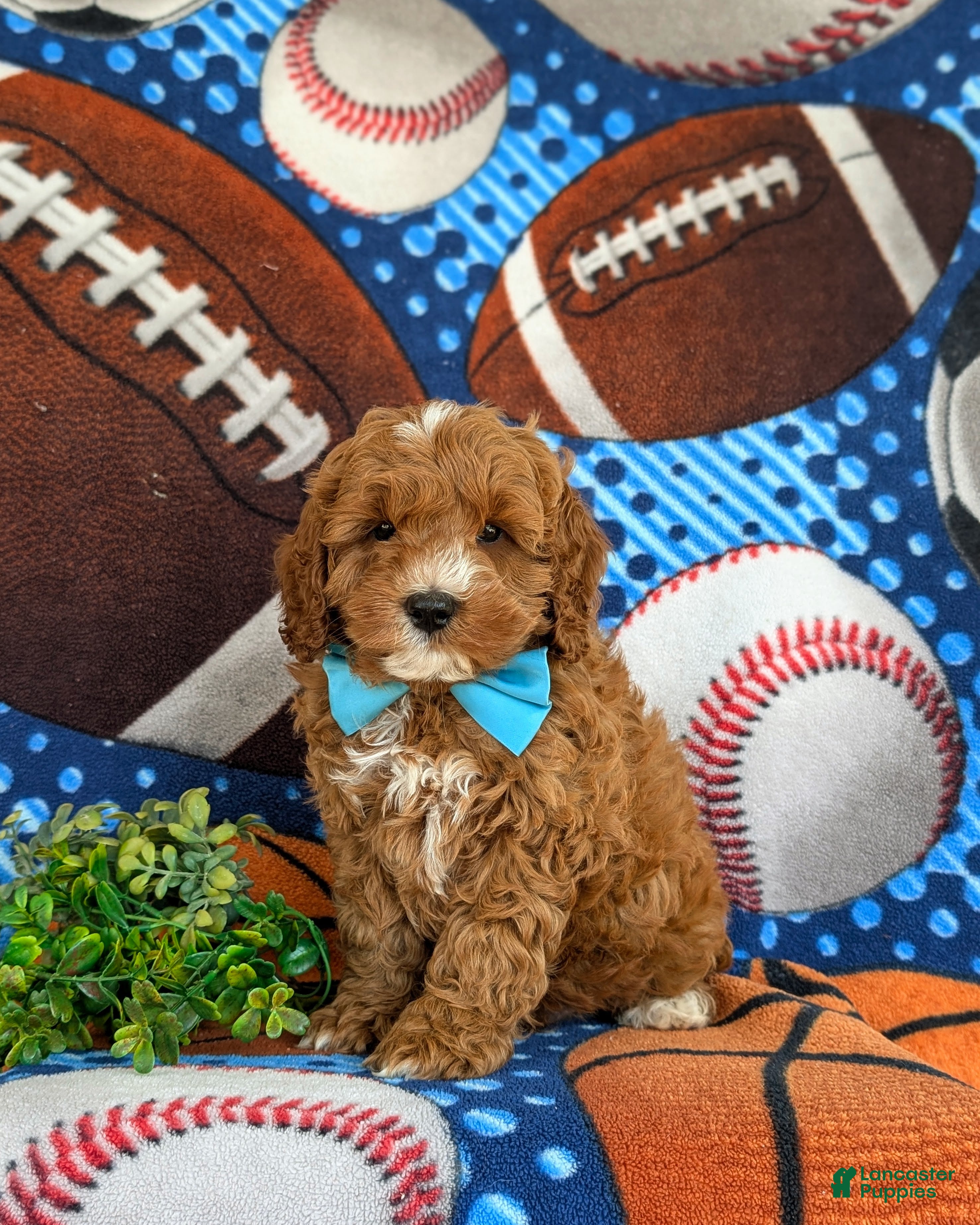Oliver Hypoallergenic