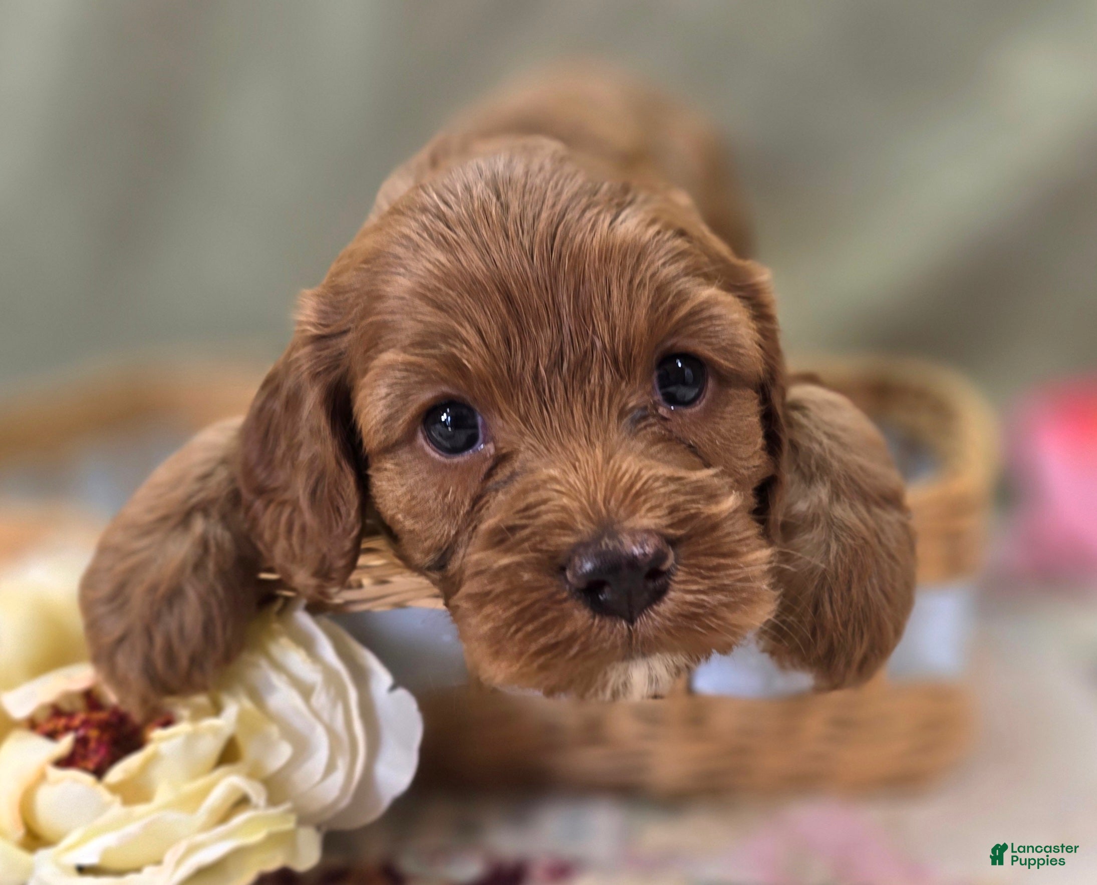 Cockapoo dogs Poppy - Ad 17