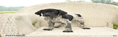 Duke