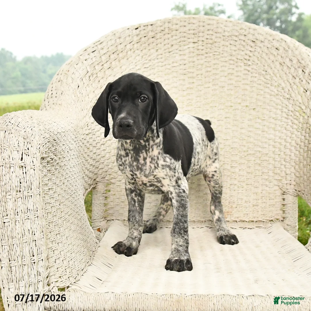 German Shorthaired Pointer dogs for sale: Duke - Ad 1