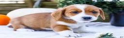 Mixed Breed dogs for sale: Coco - Ad 30