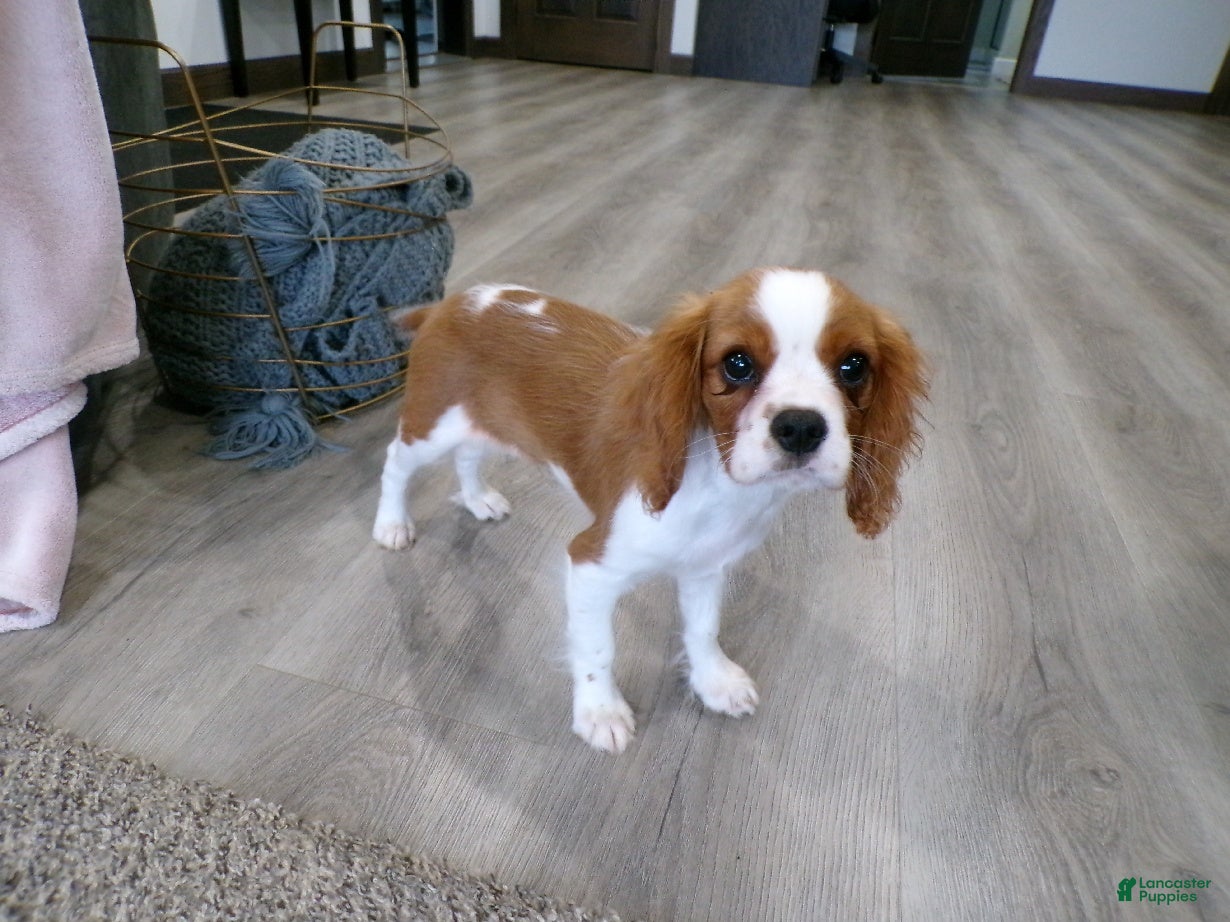 Cavalier King Charles Spaniel dogs Champ  - Ad 2