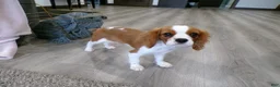 Cavalier King Charles Spaniel dogs for sale: Champ  - Ad 2