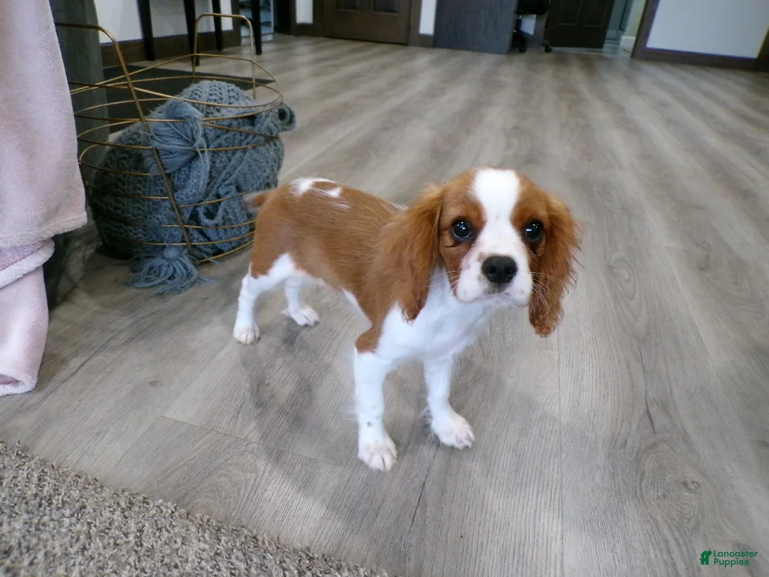 Cavalier King Charles Spaniel dogs for sale: Champ  - Ad 2