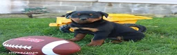 Rottweiler dogs for sale: Eagle - Ad 4