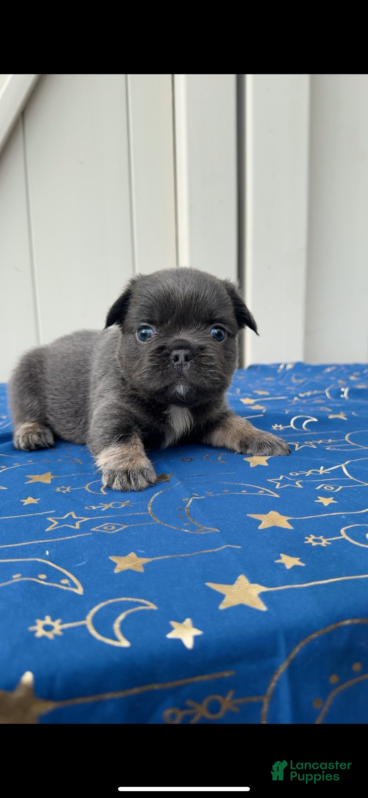 French Bulldog dogs Blue Fluffy Girl - Ad 2