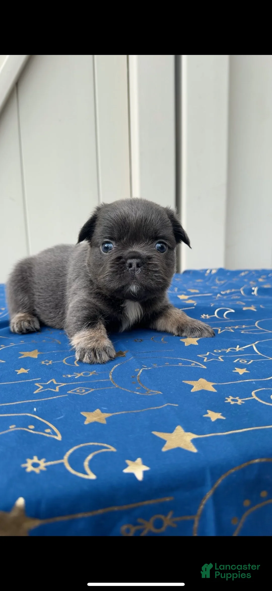 French Bulldog dogs for sale: Blue Fluffy Girl - Ad 2