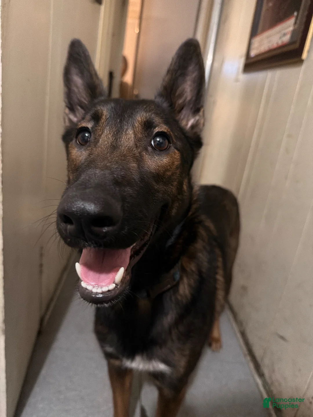 Mixed Breed dogs for sale: Mixed Breed Puppy 1 - Ad 4