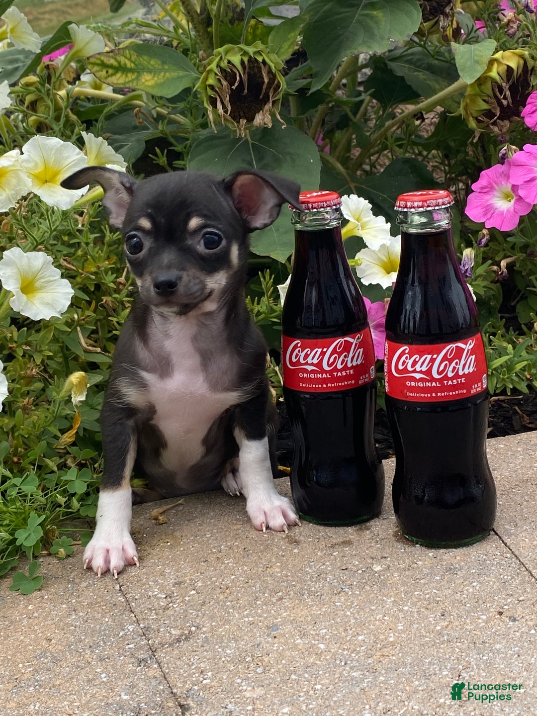 Chihuahua dogs for sale: Foxy  - Ad 5