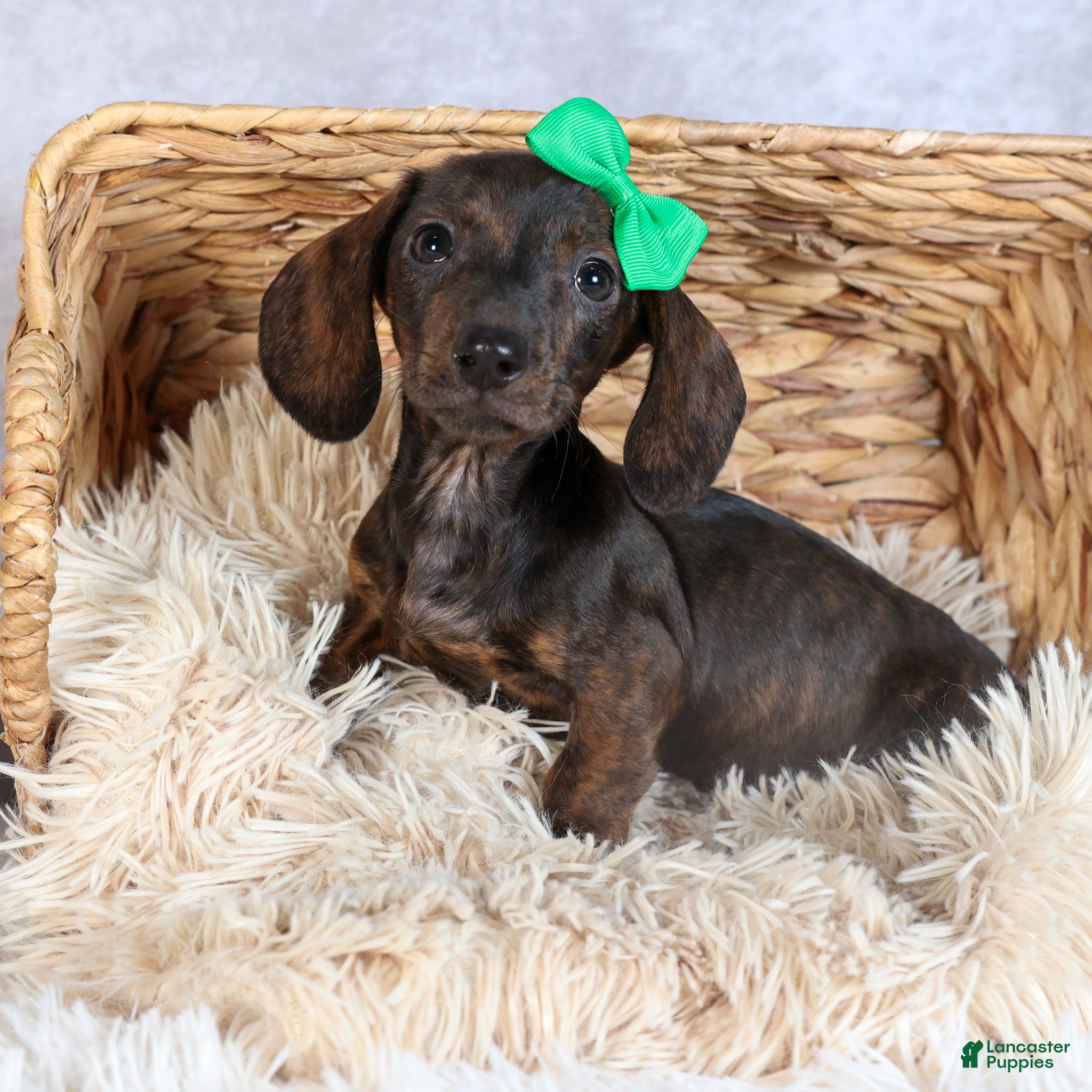 Miniature Dachshund dogs Fletcher - Ad 39