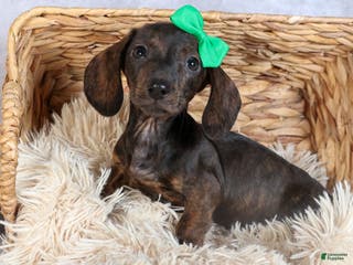 Miniature Dachshund dogs Fletcher - Ad 41