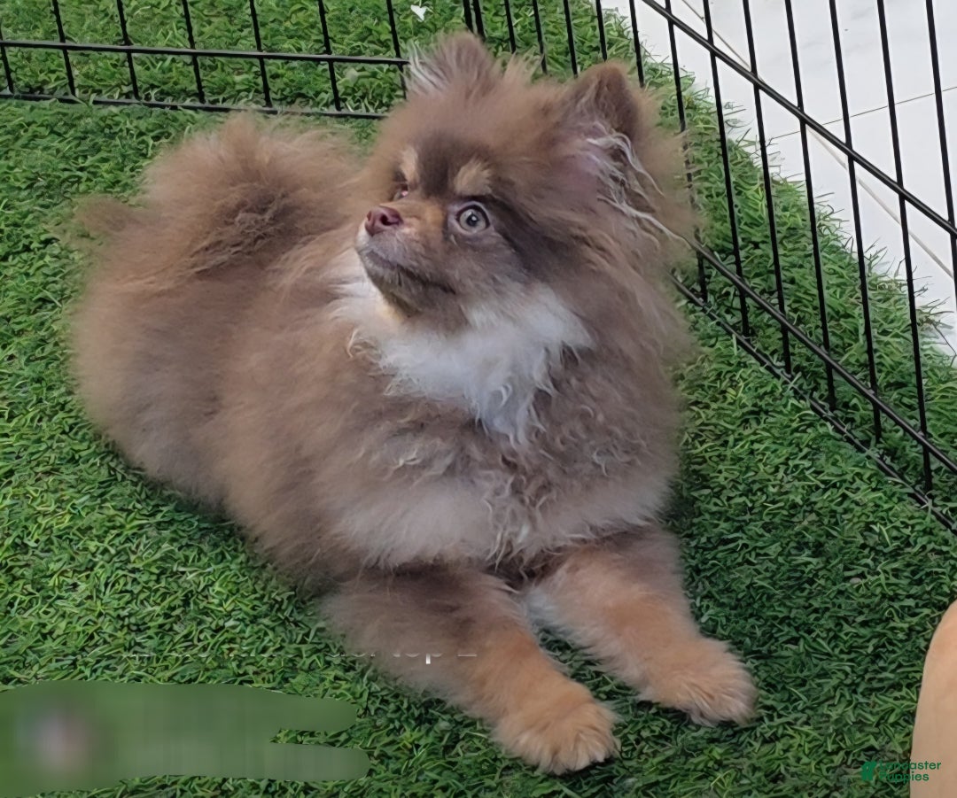 Gallery Image {{count}}