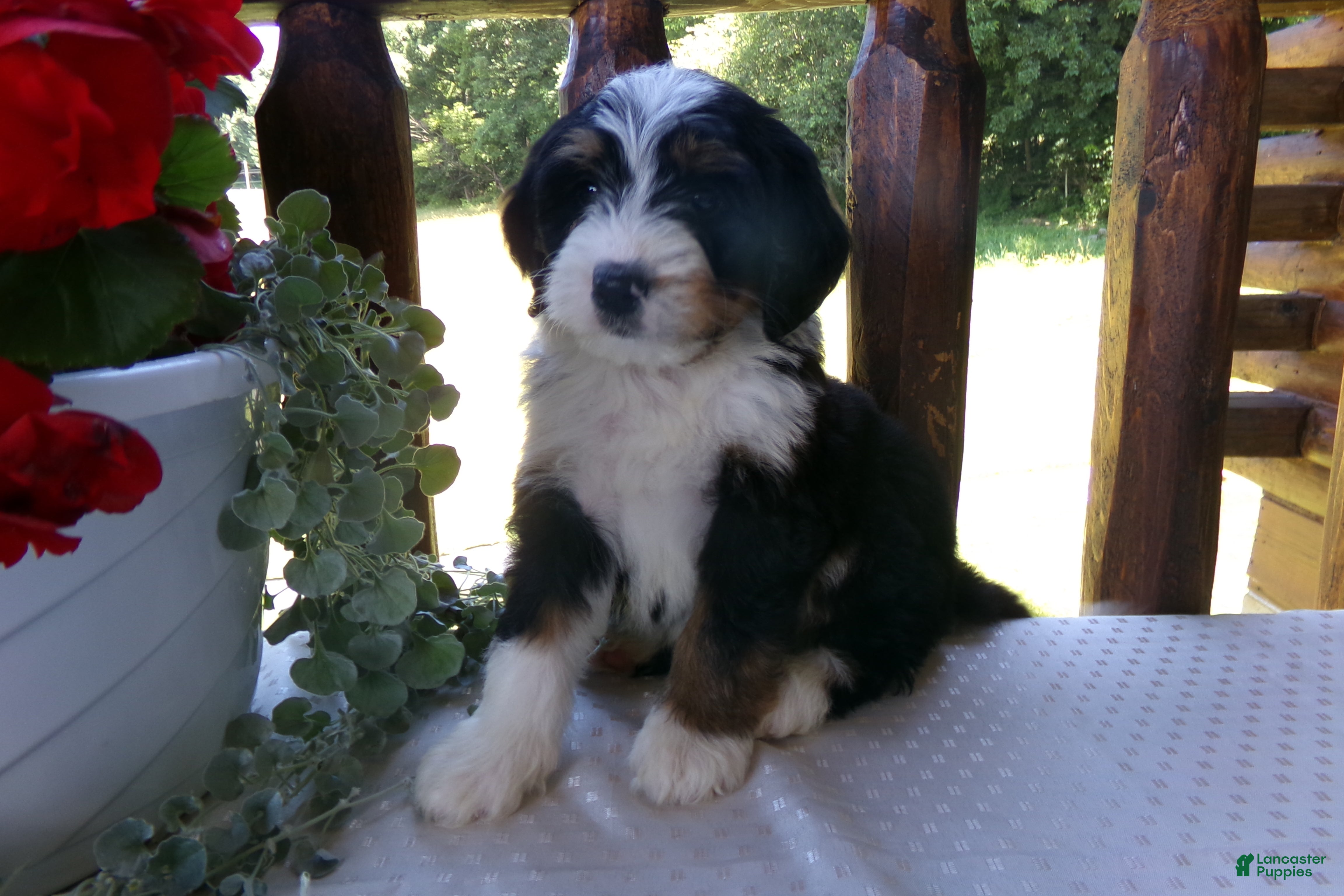 Mini Bernedoodle dogs Brayden - Ad 2