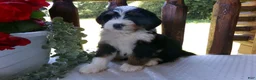 Mini Bernedoodle dogs for sale: Brayden - Ad 2