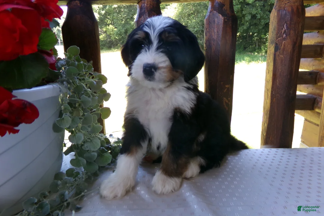 Mini Bernedoodle dogs for sale: Brayden - Ad 2
