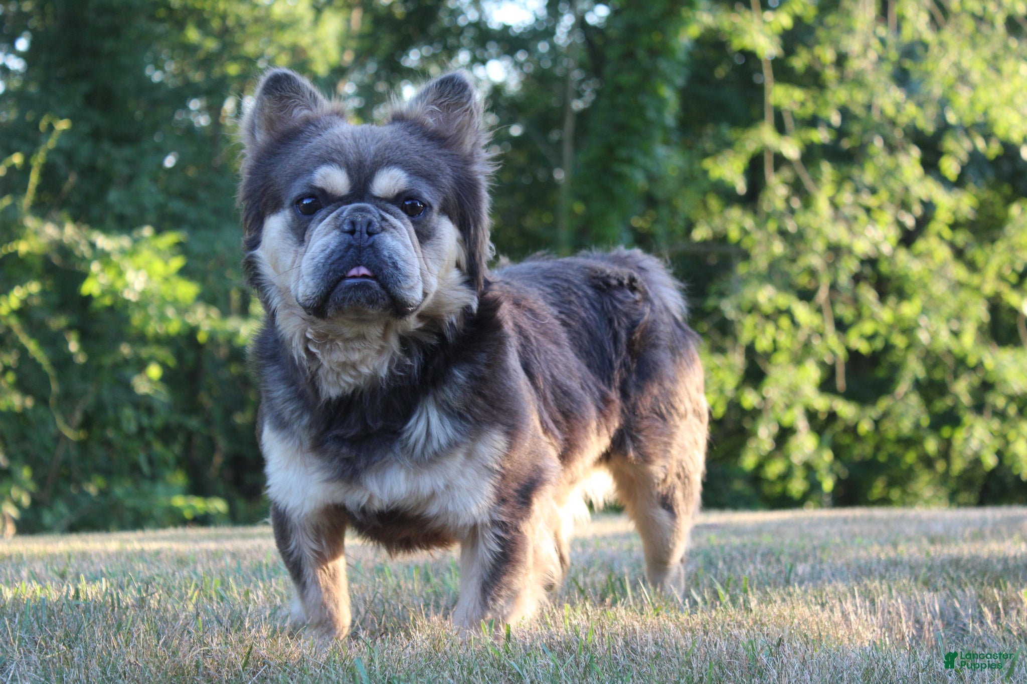 French Bulldog dogs for sale: Marshall - Ad 12