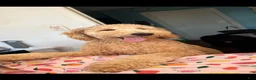 Goldendoodle dogs for sale: Goldendoodle 1 - Ad 7