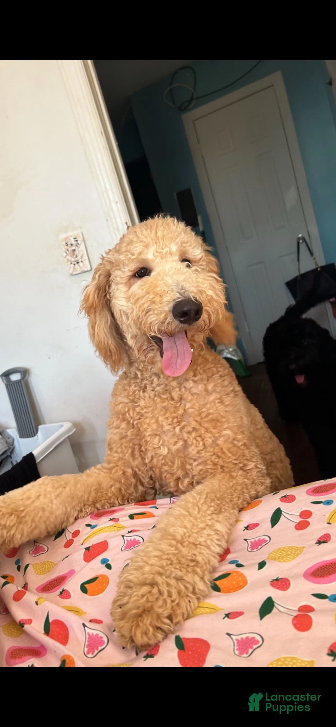 Goldendoodle dogs for sale: Goldendoodle 1 - Ad 7