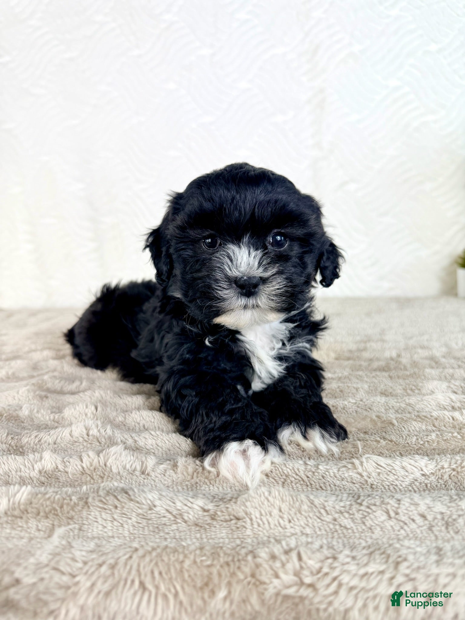 Shihpoo dogs Spade - Ad 39