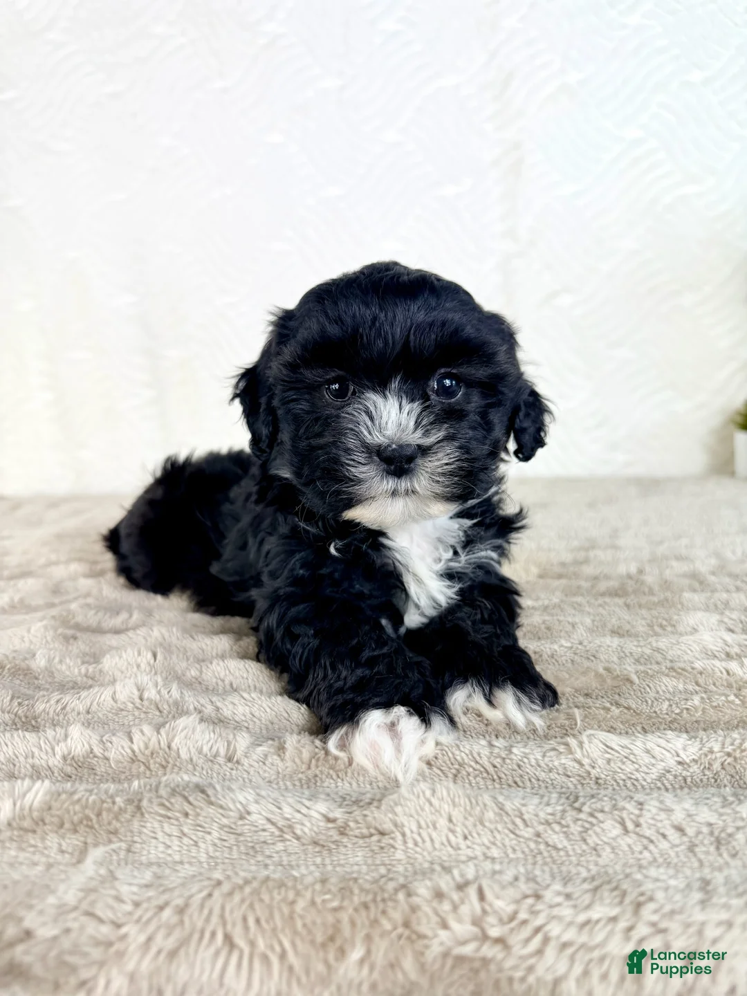 Shihpoo dogs for sale: Spade - Ad 1