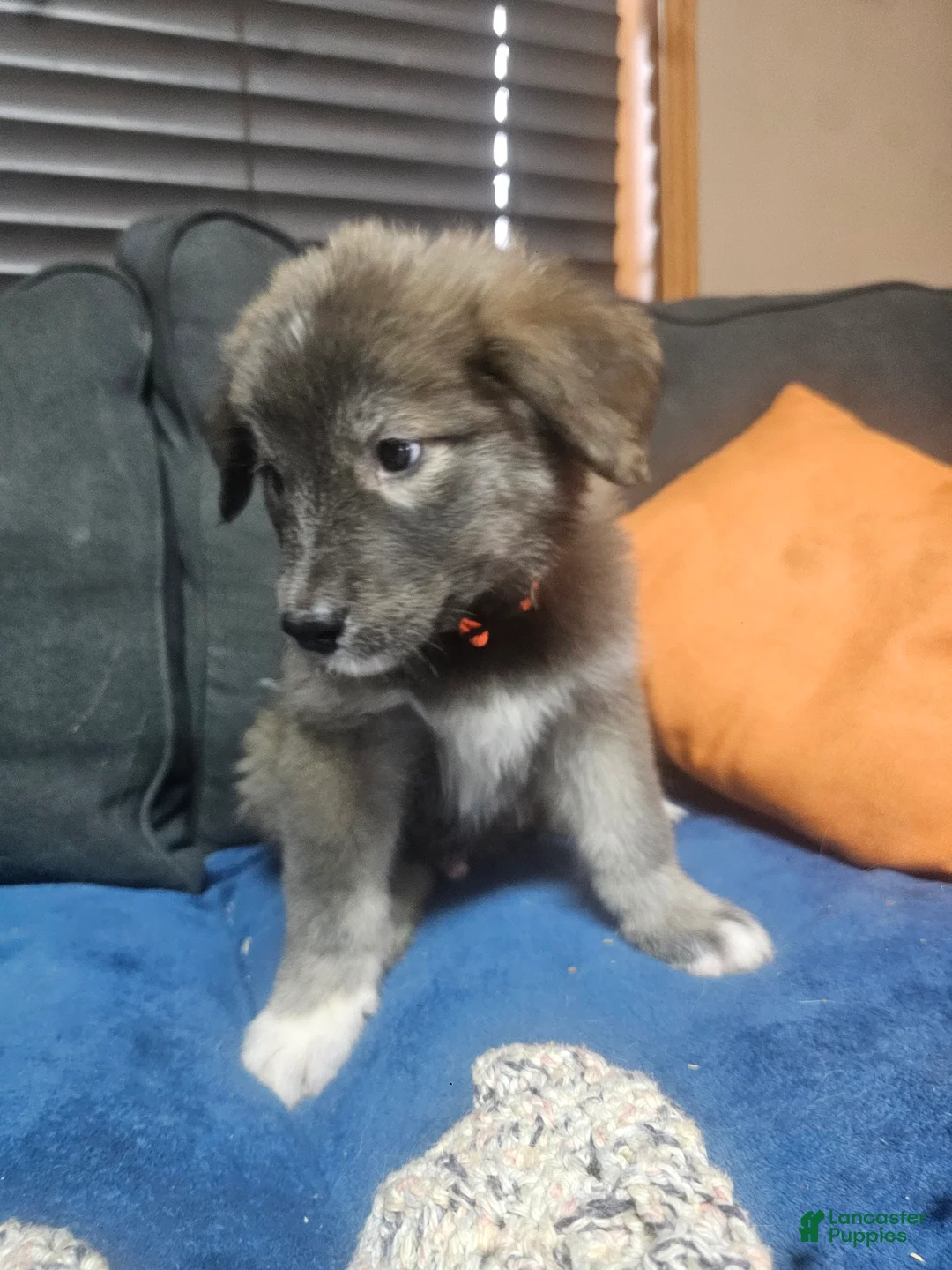 Mixed Breed dogs for sale: Mixed Breed Puppy 11 - Ad 2
