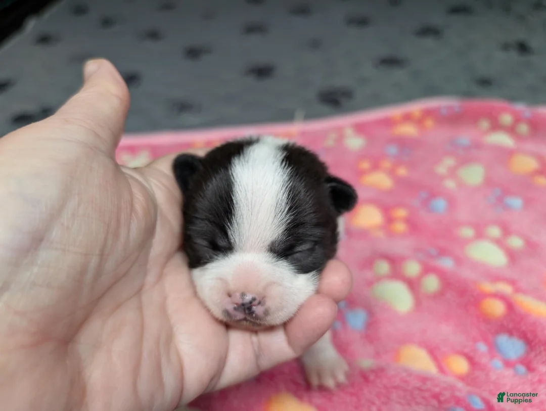 Chihuahua dogs for sale: Colton - Ad 1