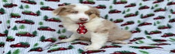 Miniature Australian Shepherd dogs for sale: Onyx - Ad 2
