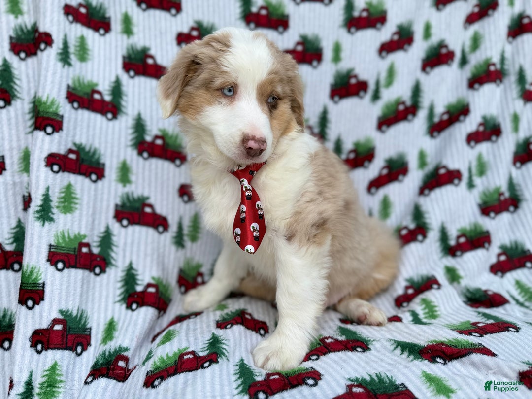 Miniature Australian Shepherd dogs for sale: Onyx - Ad 2
