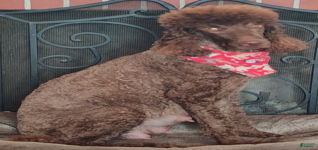 Gallery Image {{count}}