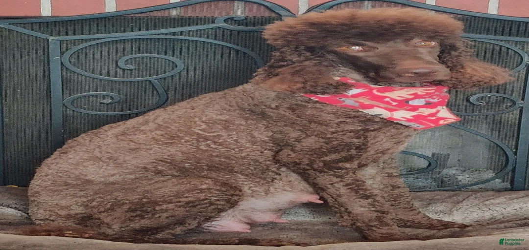 Gallery Image {{count}}