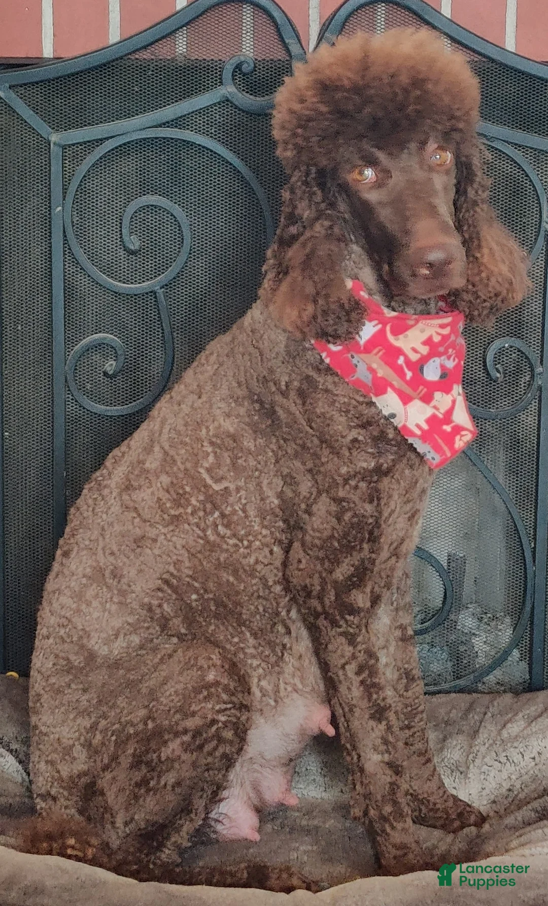 Gallery Image {{count}}