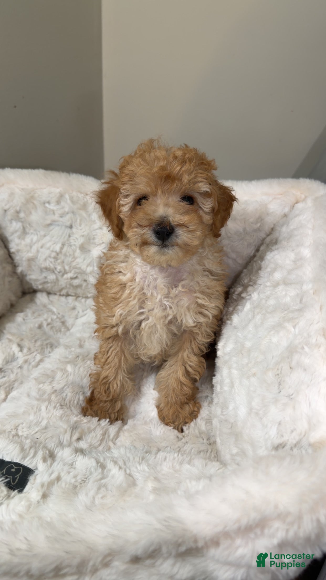 Maltipoo dogs Milo - Ad 35