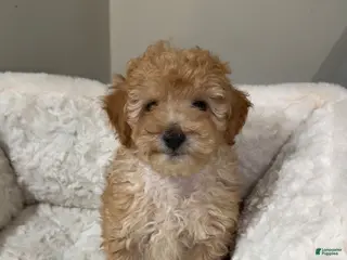 Maltipoo dogs Milo - Ad 35