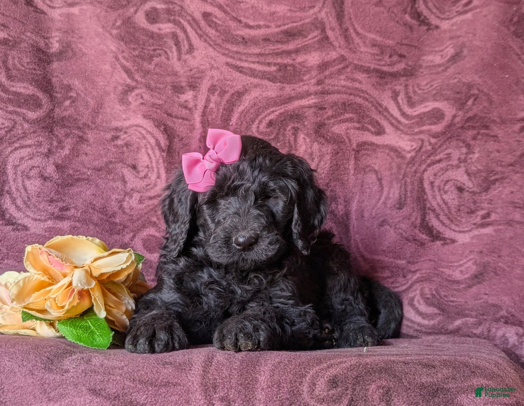 Goldendoodle dogs for sale: Eve Standard size Hypoallergenic - Ad 6