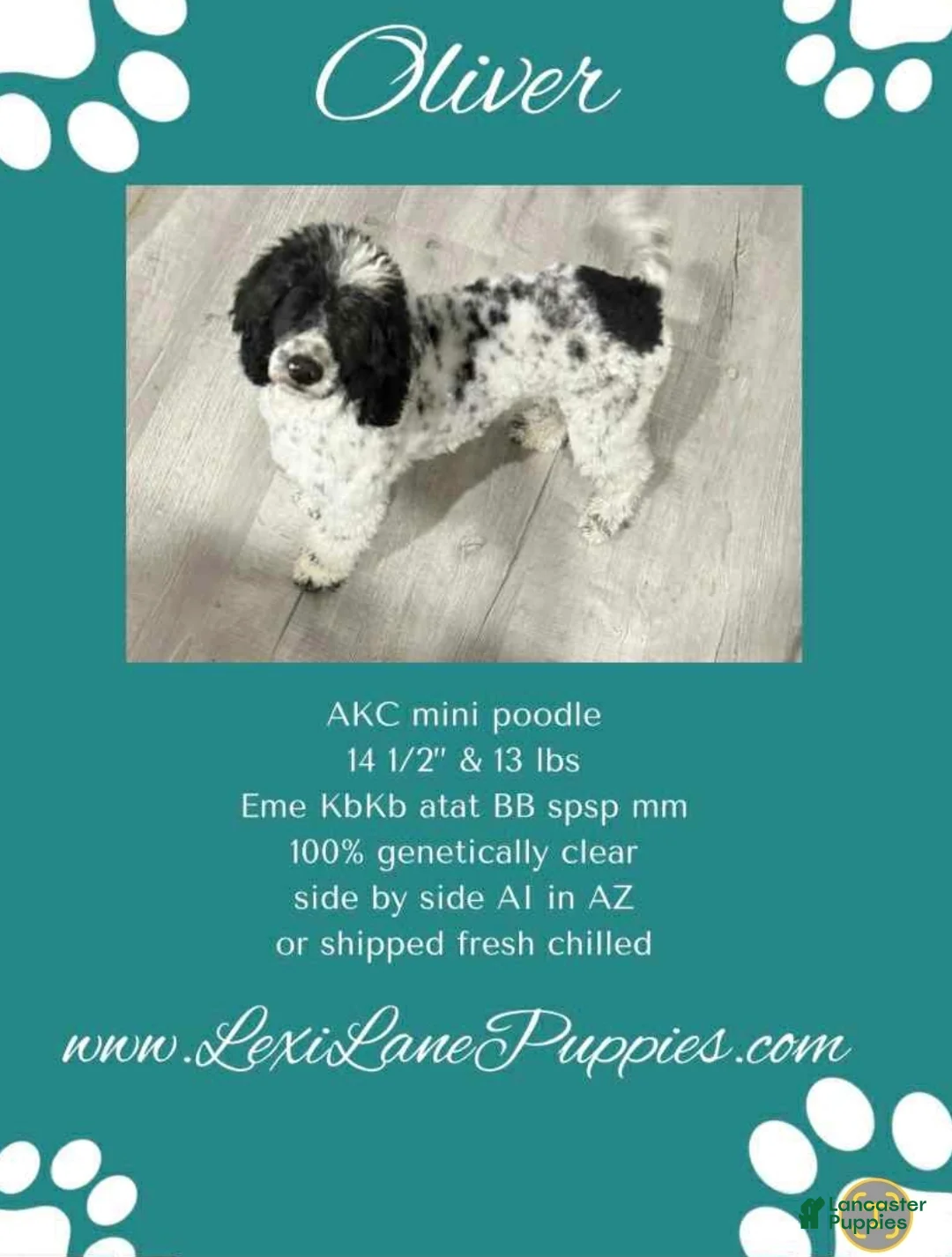 Miniature Poodle dogs for sale: Miniature Poodle Puppy 1 - Ad 5