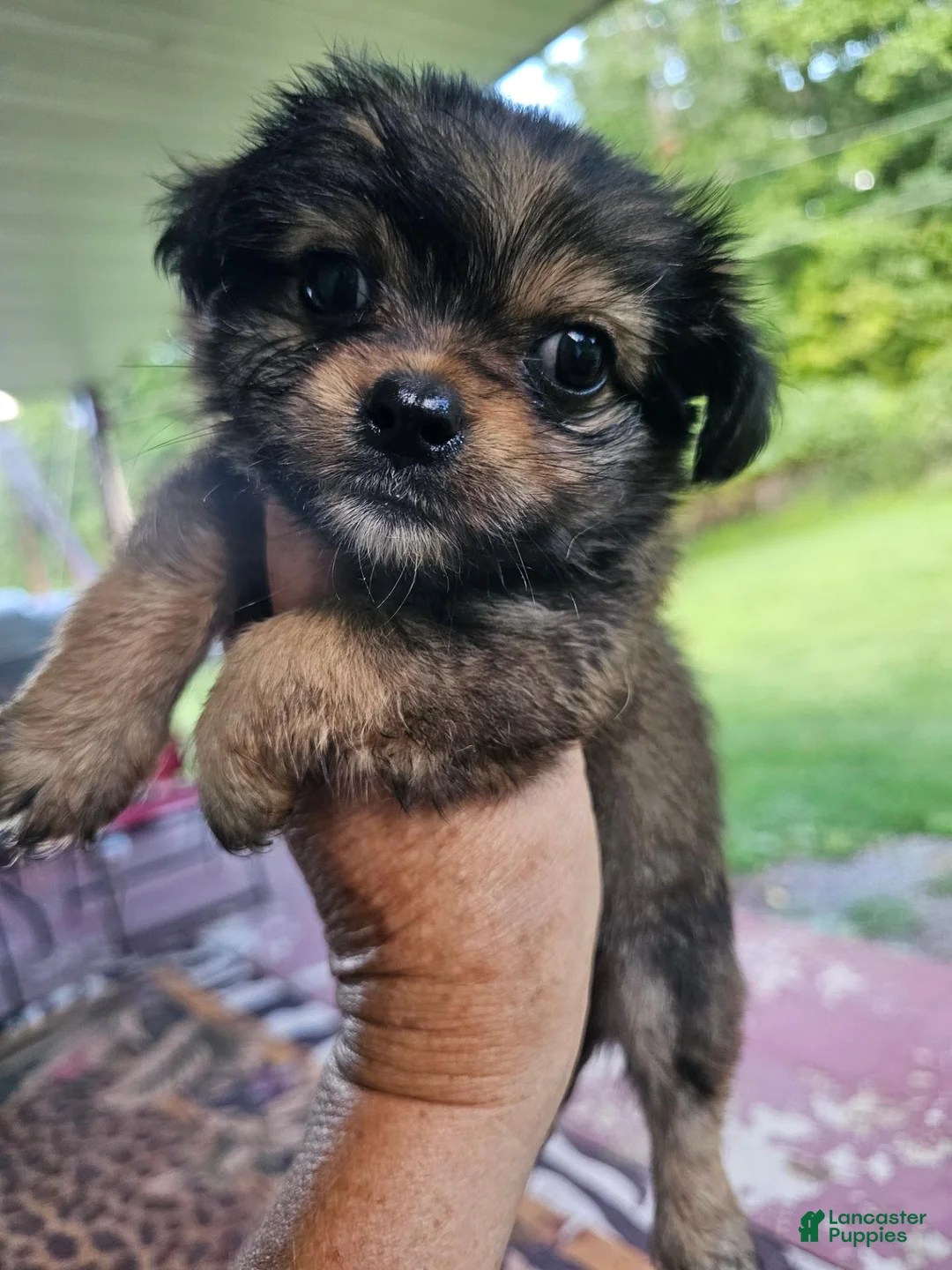 Yorkshire Terrier dogs for sale: Coty ..Yorkshire Terrier male - Ad 6