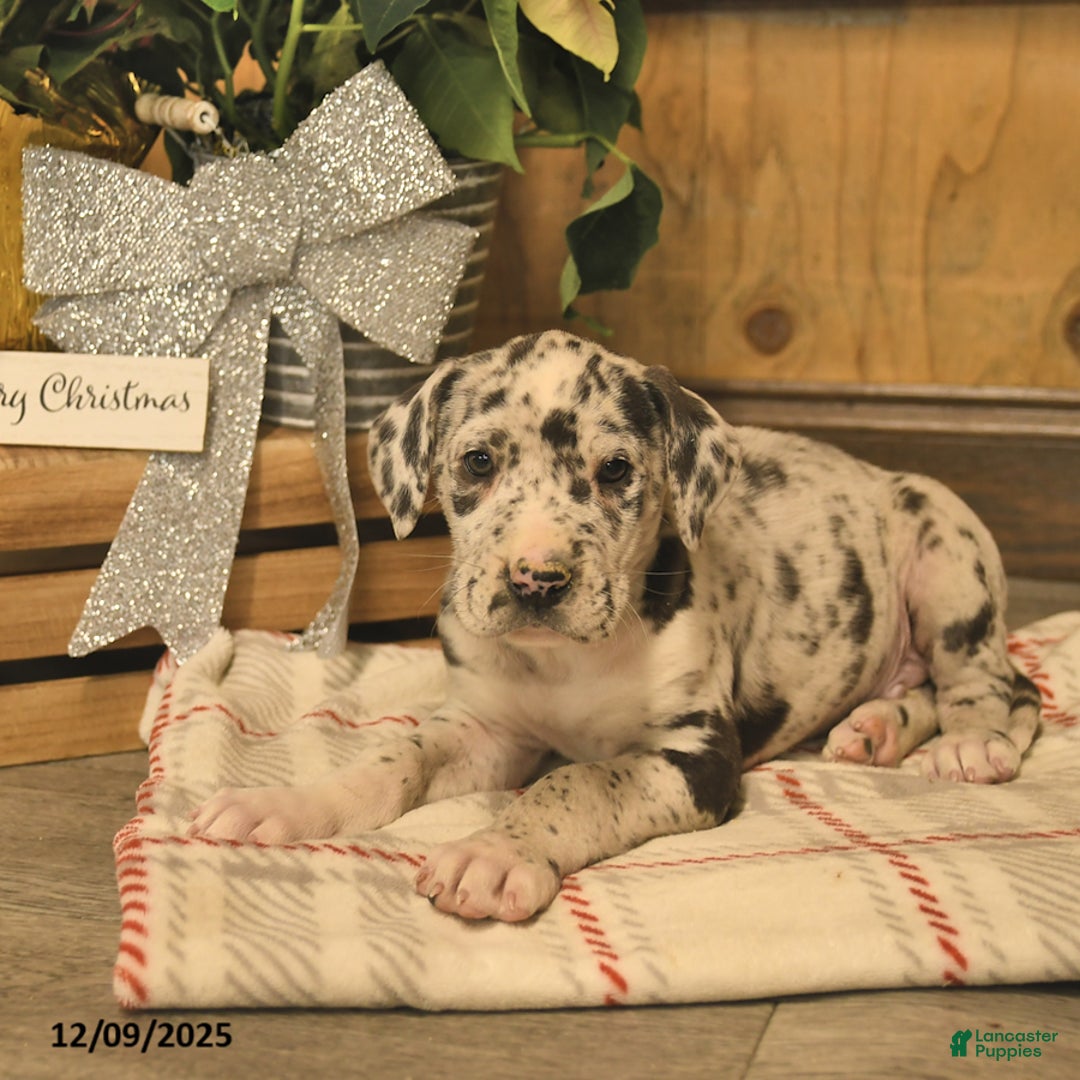 Great Dane dogs for sale: Albert  - Ad 3