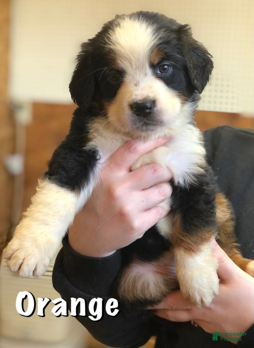 Bernese Mountain Dog dogs for sale: Ellie - Ad 8