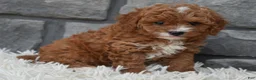 Cavapoo dogs for sale: Reese  - Ad 5