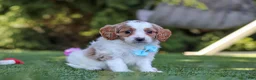 Cavapoo dogs for sale: Grey - Ad 5