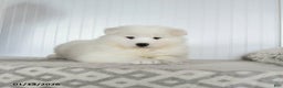 Samoyed dogs for sale: Precious - Ad 3