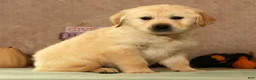 Golden Retriever dogs for sale: Simon - Ad 5