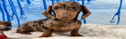 Miniature Dachshund dogs for sale: Rianna dappleShow boy - Ad 5