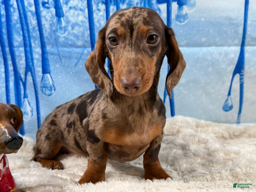 Miniature Dachshund dogs for sale: Rianna dappleShow boy - Ad 5