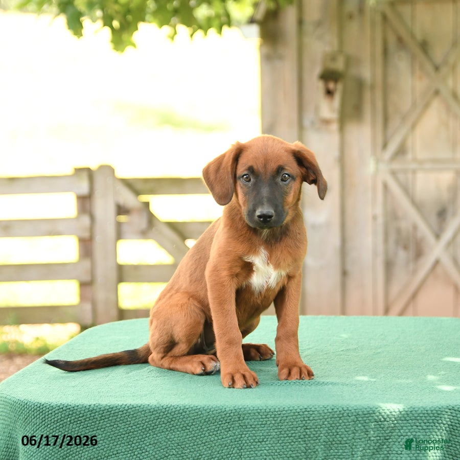 Mixed Breed dogs Stella - Ad 1
