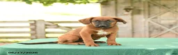 Mixed Breed dogs for sale: Stella - Ad 1