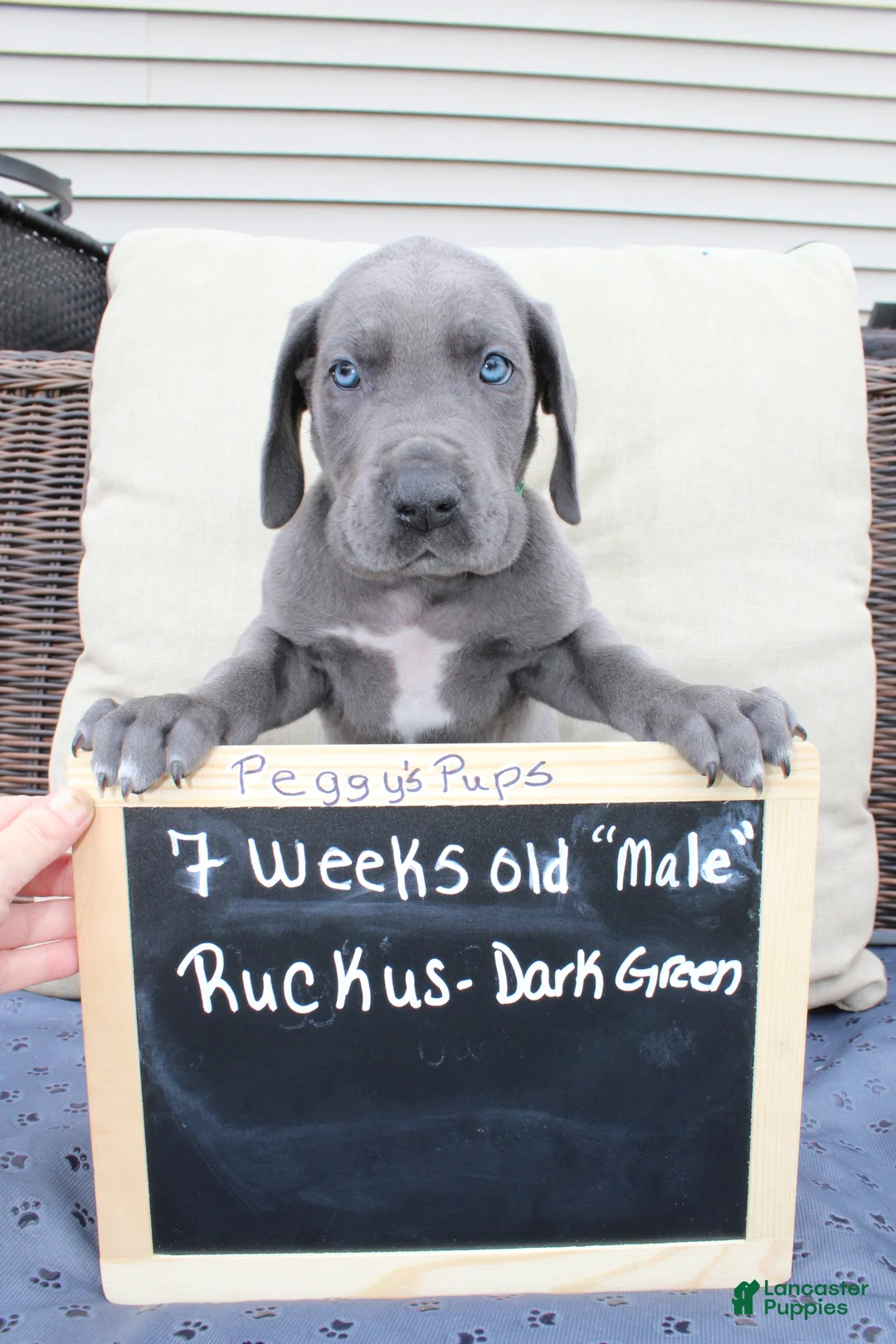 Great Dane dogs for sale: Ruckus - Ad 2